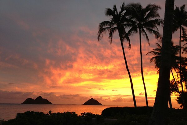 Palmeras junto al mar al atardecer