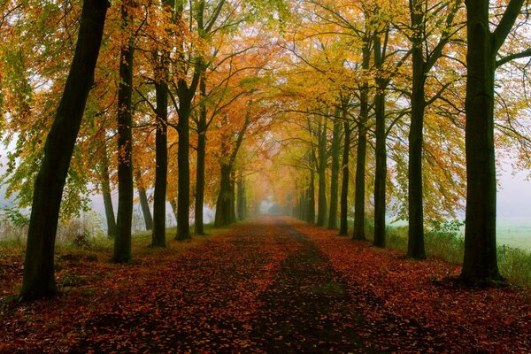 Callejón de otoño con hojas caídas