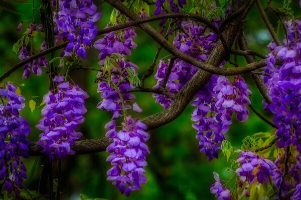 Ramas con inflorescencias Lilas