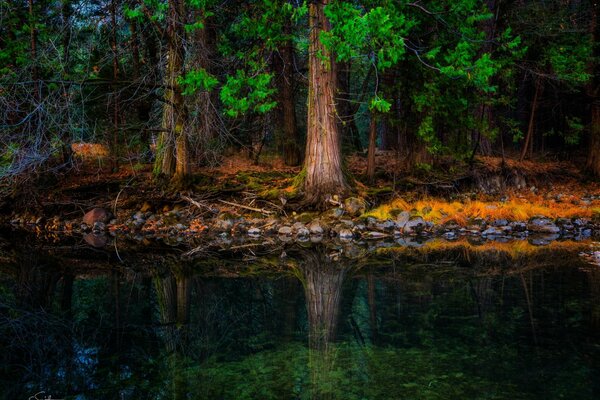 Foto des Baumes und seiner Reflexion im Wasser