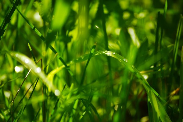 Tautropfen auf grünem Gras