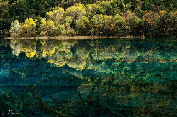 Reflejo de los árboles en la superficie clara del lago