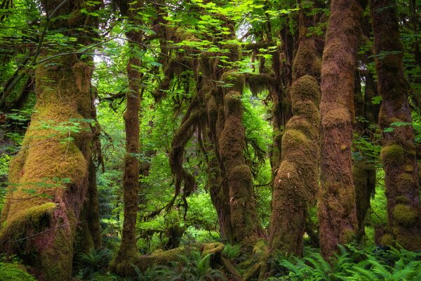 Bosque con árboles cubiertos de musgo