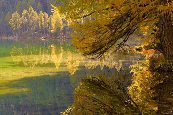 Alberi autunnali vicino al lago nella foresta