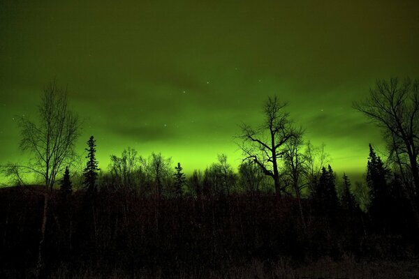 Green sky and trees at night