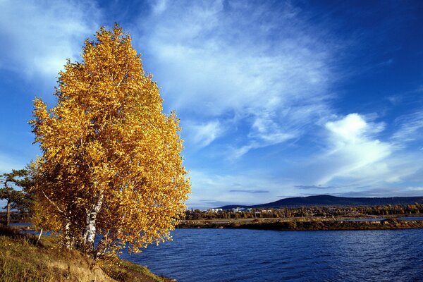 Golden birch under to the shore of a quiet river