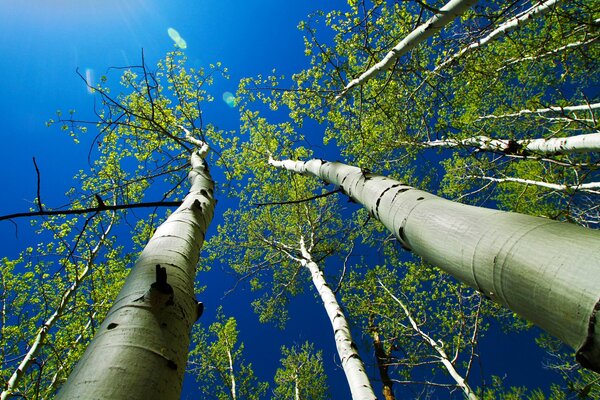 Copas de los árboles contra el cielo azul