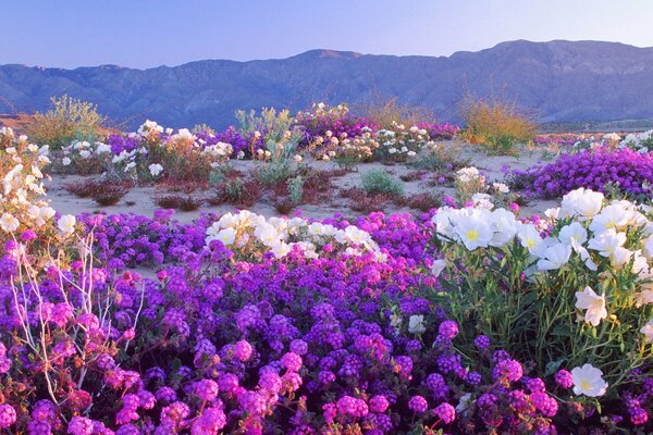 Fiori di prato tra le montagne