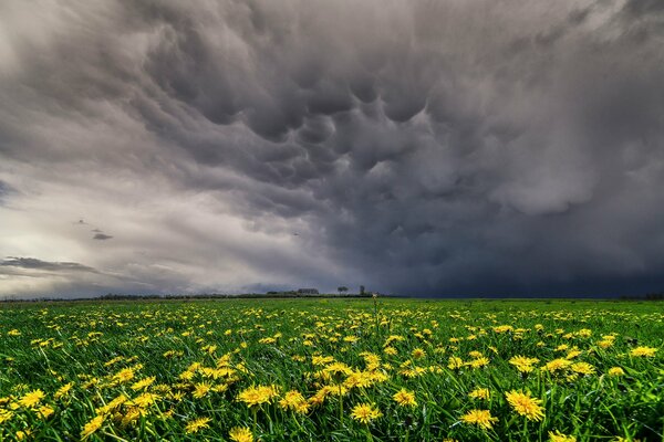 Un campo sin fin con flores amarillas bajo nubes grises