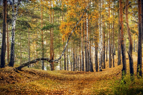 Bella, colorata, foresta autunnale