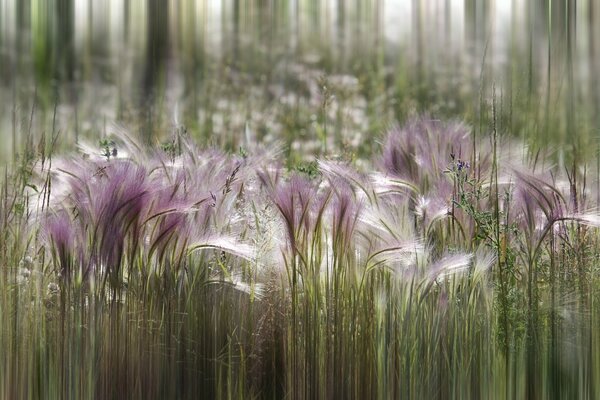 Flowers in the rays of the summer sun