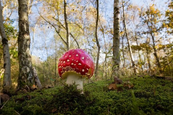 Einmal ein Fliegenpilz, zwei ein Fliegenpilz