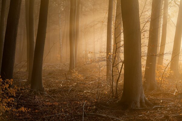 Der Morgennebel umhüllte den dumpfen Wald