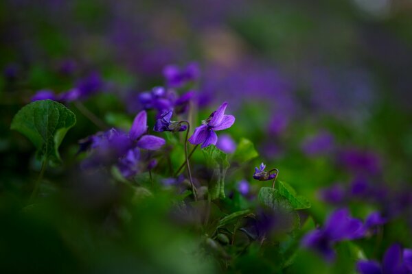 Fiori viola nel fogliame verde