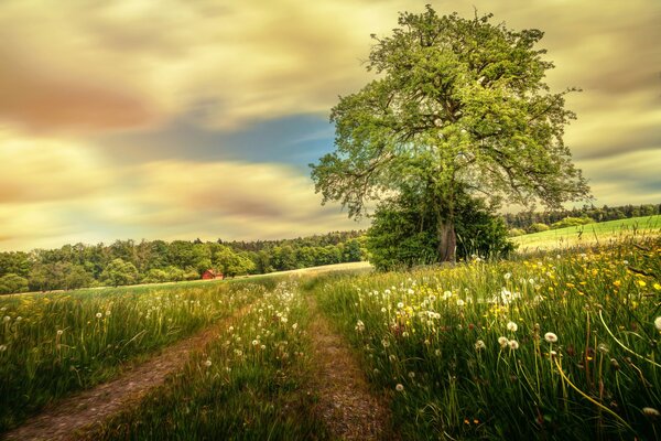 Wanderweg zum Löwenzahnfeld im Sommer