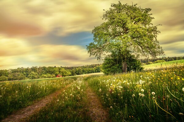 A path to a dandelion field in summer