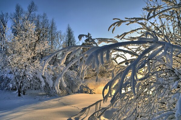 Ramas de árbol cubiertas de nieve en el bosque de invierno