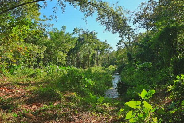 Un pequeño arroyo entre el follaje verde