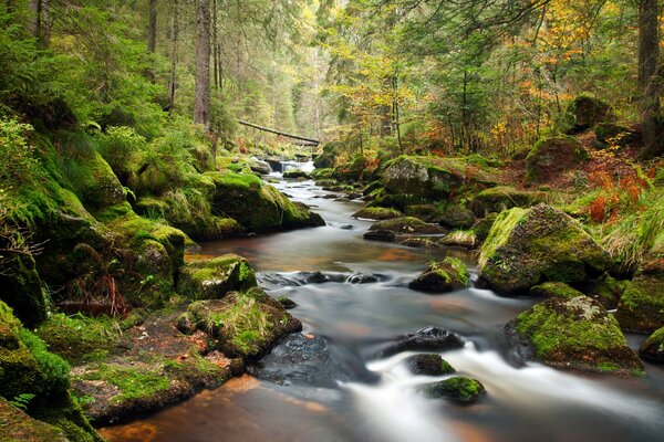 Paysage forestier sur la rivière avec des pierres