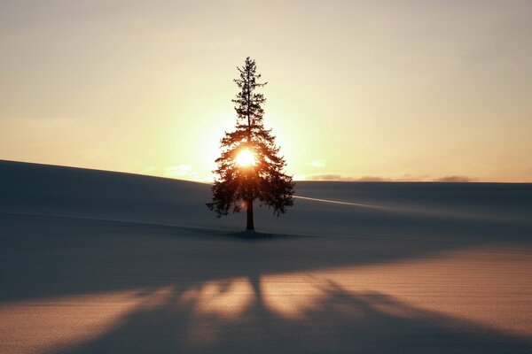 Abete d inverno solitario all alba