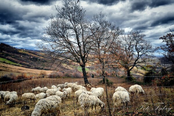 Foto von der Schafweide. Foto Bäume und Schafe