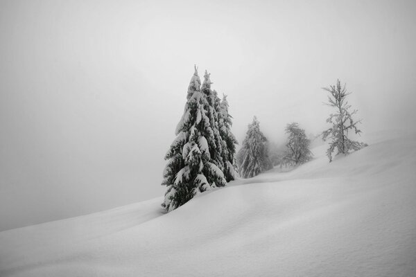 Winter Natur, Weihnachtsbäume im Schnee