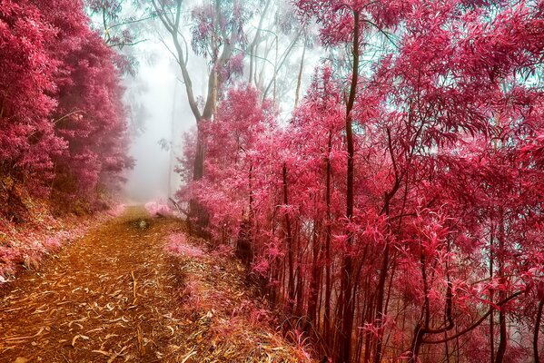 Bosque rojo de otoño en la niebla