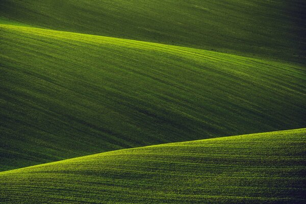 Green fields of virgin nature