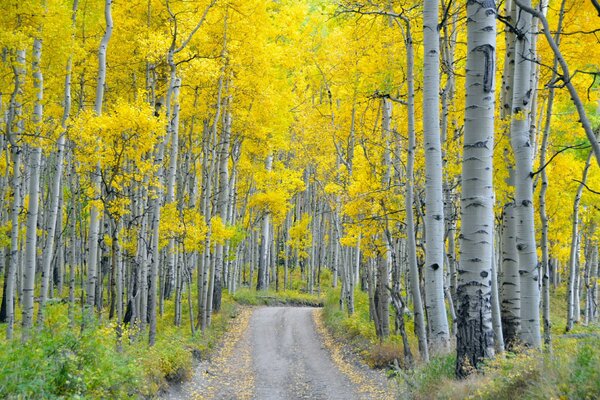 Autunno strada nel boschetto di betulle