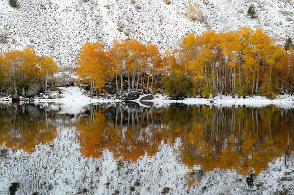 Reflexion der gelben Bäume im See
