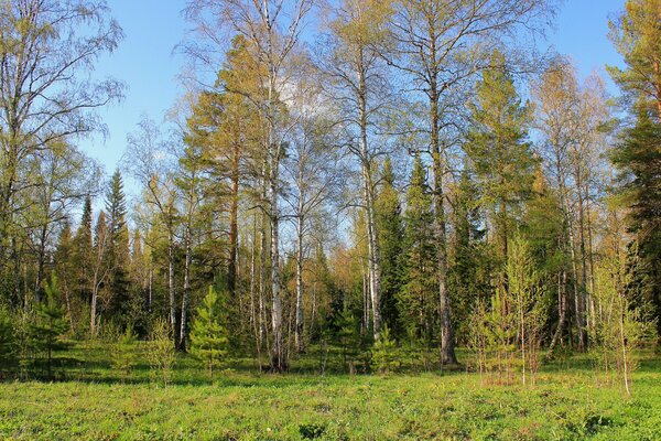 Russian autumn forest against a clear sky