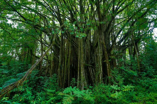 A huge tropical tree in a thicket of ferns