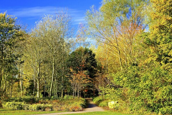 Yellowing trees in a park with a path