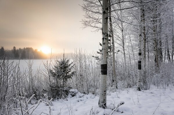 Matin enneigé d hiver dans un champ