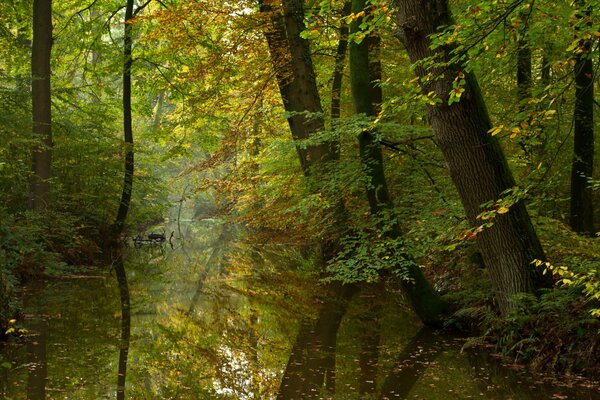 Spokojna rzeka w jesiennym lesie