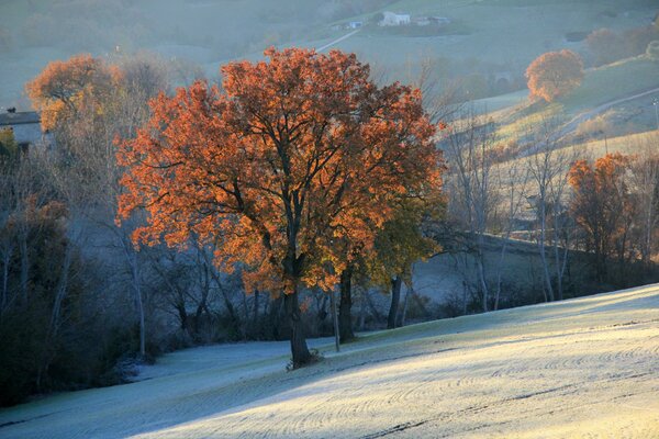 Herbstbaum mit hellen Blättern vor dem Hintergrund der Winterlandschaft