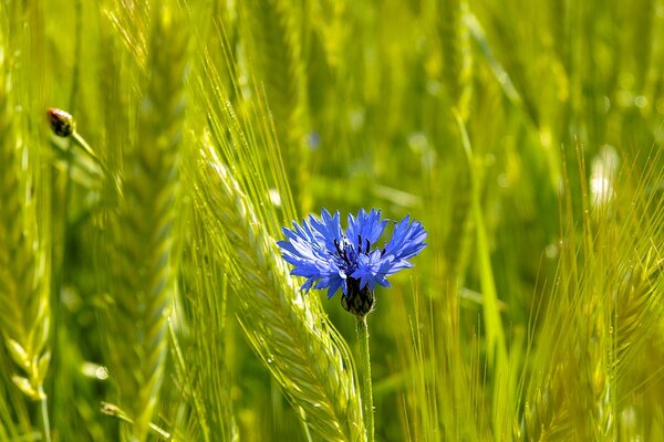 Feldblume mit Ähren