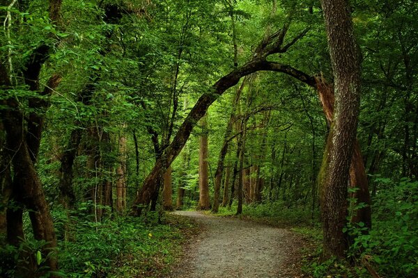 Sentiero nella foresta verde