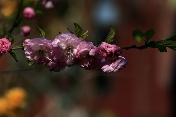 Gros plan de la branche en fleurs