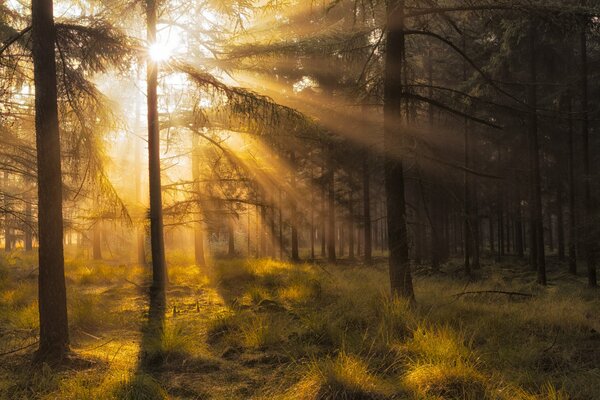 The rays of the autumn sun illuminate the pine forest