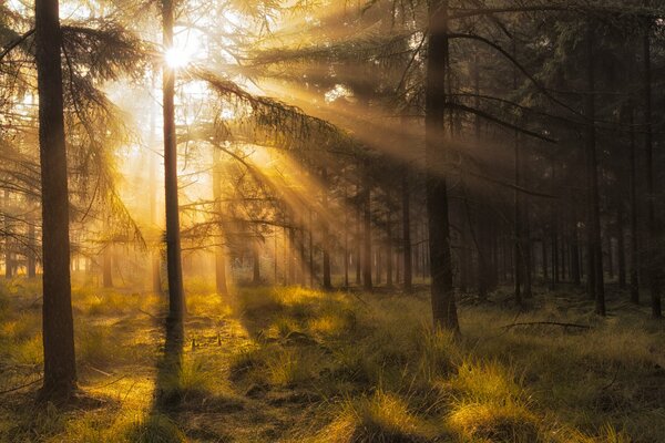 I raggi del sole autunnale illuminano la pineta