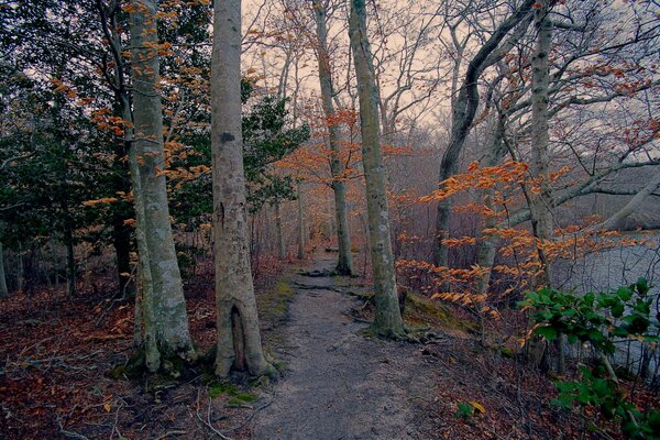 Wanderweg in der Nähe eines Sees im Herbstwald