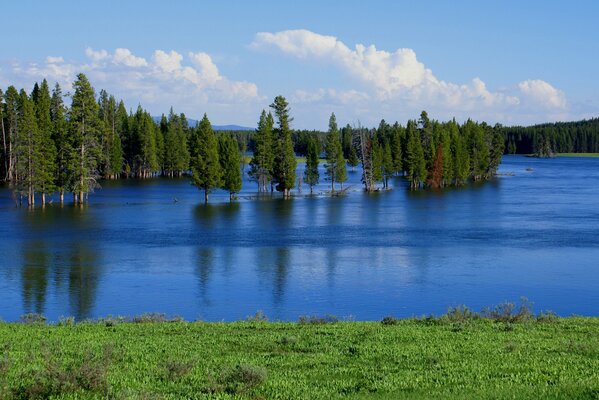 Деревья в воде лесного озера