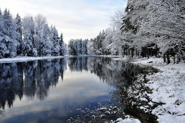 Fiume nella foresta invernale con neve