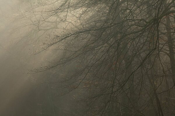 Tree branches in foggy weather