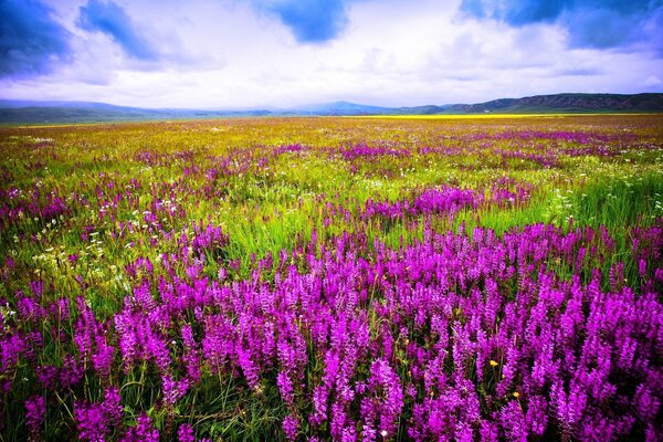 Flores de pradera contra el cielo