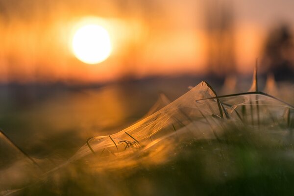 Spinnennetz im Gras bei Sonnenuntergang