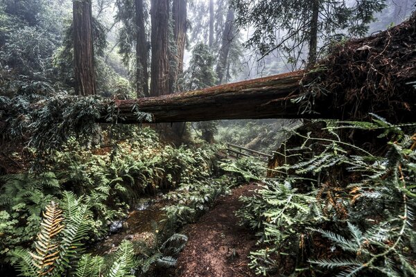 Arbre tombé dans les broussailles