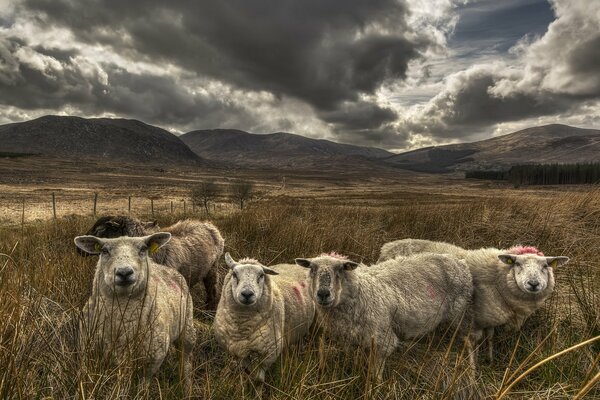 Stado owiec na polu w górach