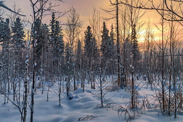 La naturaleza del bosque de invierno es hermosa